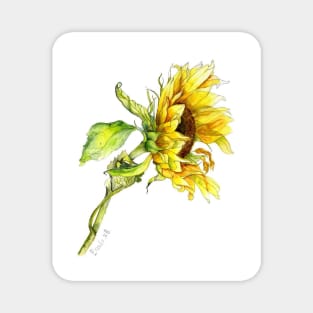 Sunflower watercolour painting Magnet