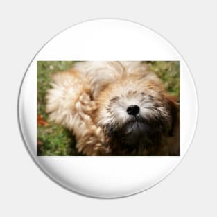 A pure bred Wheaten Terrier puppy dog in a playful mood. Pin