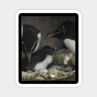 Rockhopper Penguin family Magnet