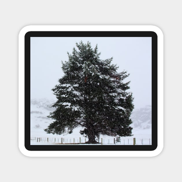 Winter scene Magnet by dags