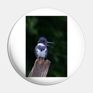 Belted Kingfisher Pin