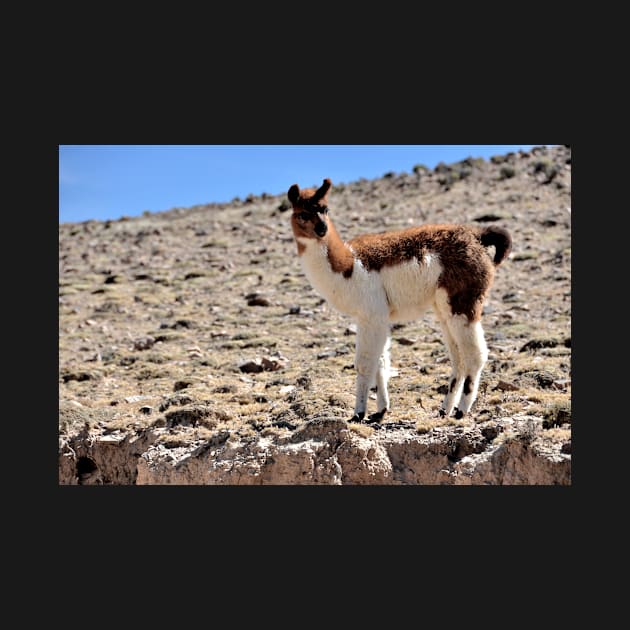 Bolivie - Salar d'Uyuni by franck380