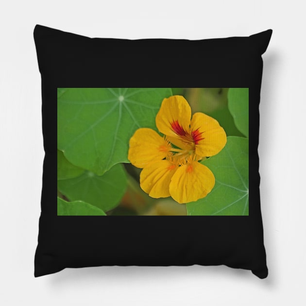 Nasturtium Pillow by EileenMcVey