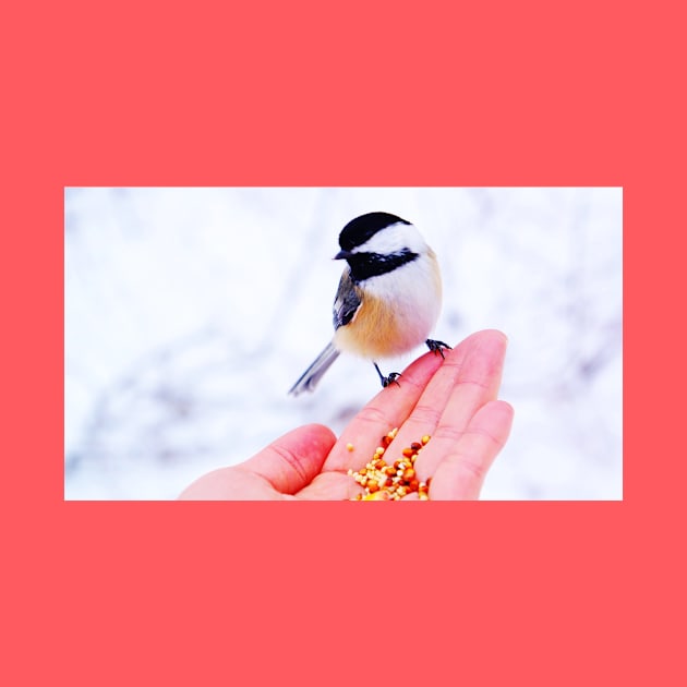 Hand Feeding a Chickadee by 1Redbublppasswo