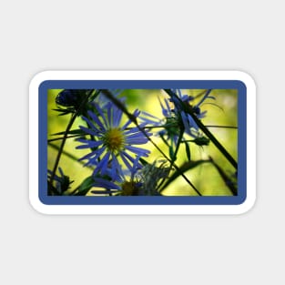 Blue Aster Flower Magnet