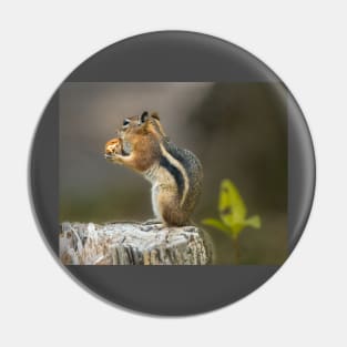 Golden-Mantled Ground Squirrel Pin