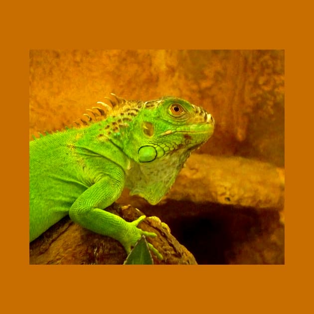 Green iguana by Guardi