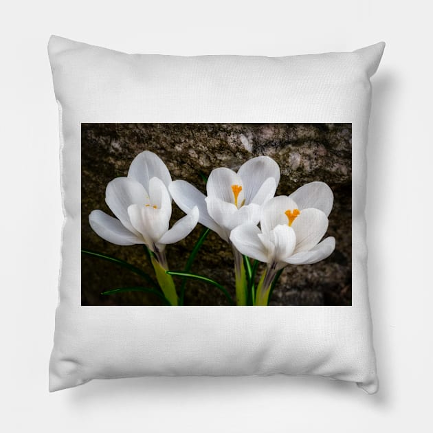 Three Crocus Pillow by Robert Alsop