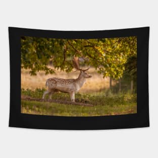 Lone fallow deer in autumn Tapestry