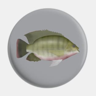 Redbreast Tilapia Pin