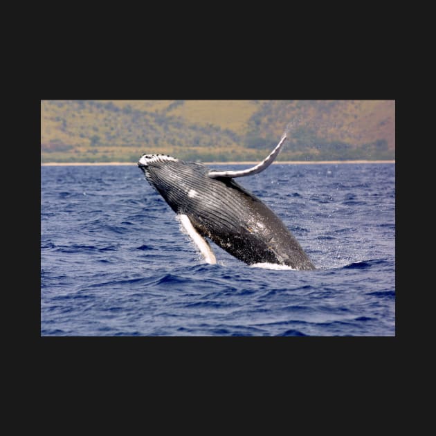 Humpback whale Jumping by Bravuramedia