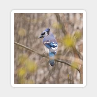 Blue Jay with brown and grey blurred background and green blurred leaves Magnet