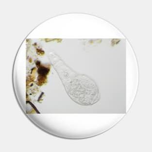 Bdelloid rotifer under the microscope Pin