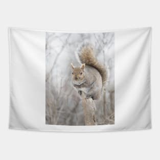 Grey Squirrel on a tree stump Tapestry