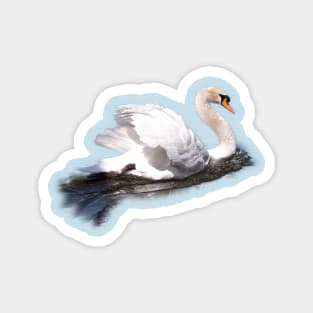 Mute Swan on the Water Magnet