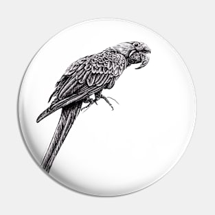 Hyacinth macaw illustration Pin