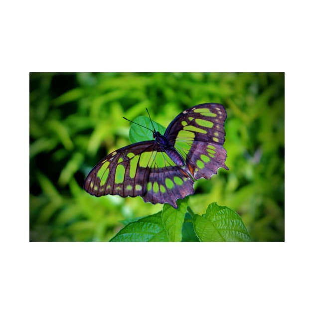 Green And Black Butterfly by Cynthia48