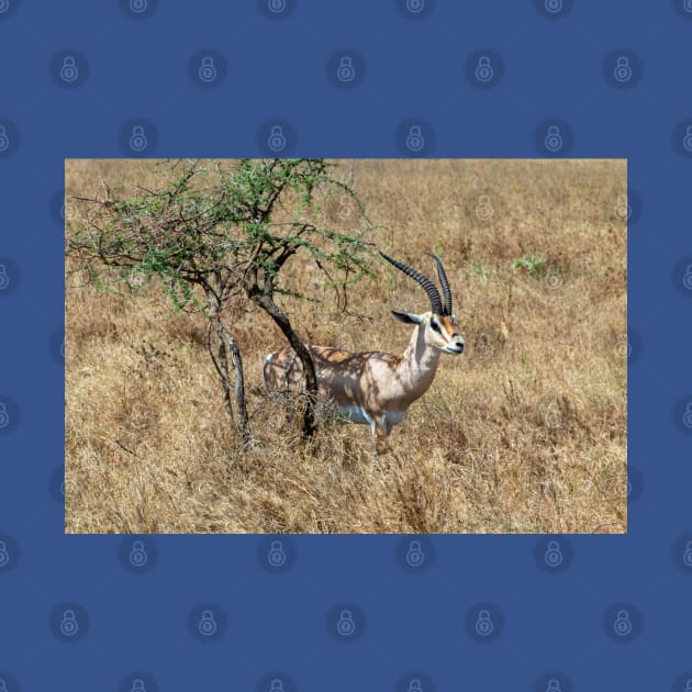 Wild Gazelle in Tanzania by SafariByMarisa