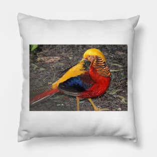Bird Of Many Colors Pillow