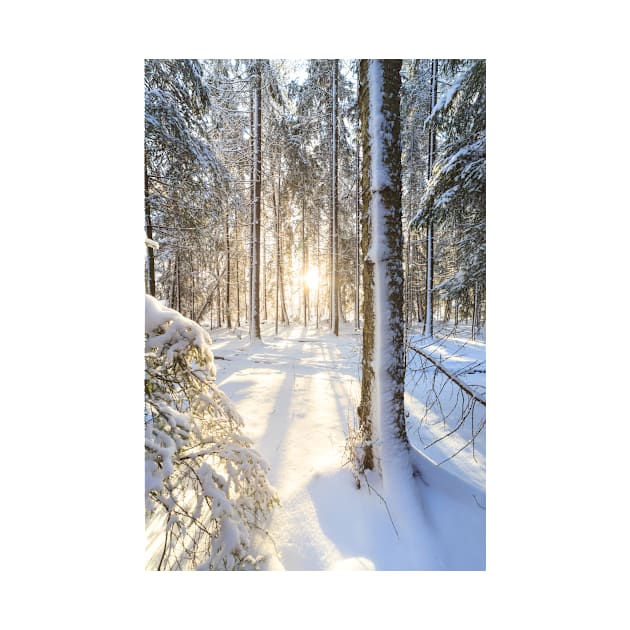 Sunshine in winter forest by Juhku