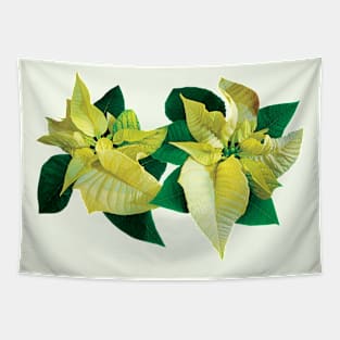 Two Yellow Poinsettias Tapestry