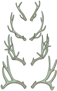 Antlers Magnet