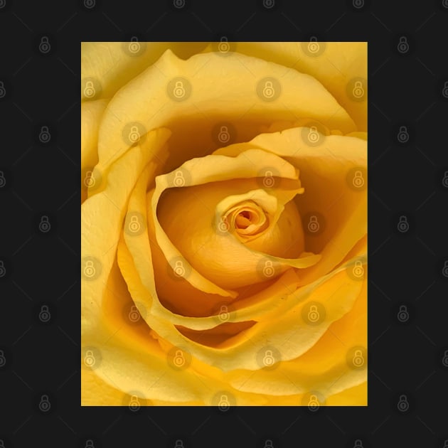 Yellow rose by baksuart