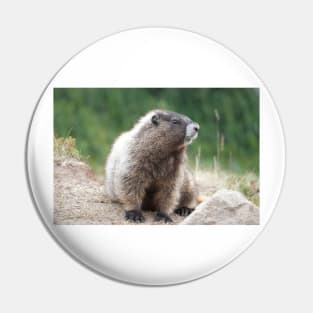 Hoary marmot (Marmota caligata) in Mount Rainier National Park Pin