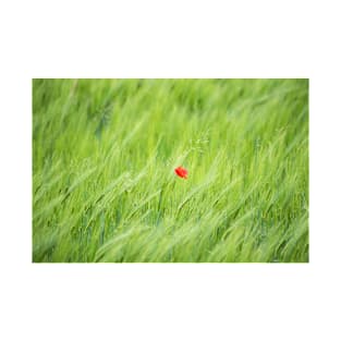 Red Poppy Flower in a Green Field of Wheat T-Shirt