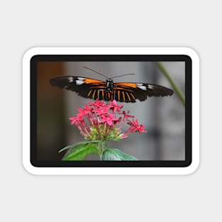 Stretched out Butterfly Magnet