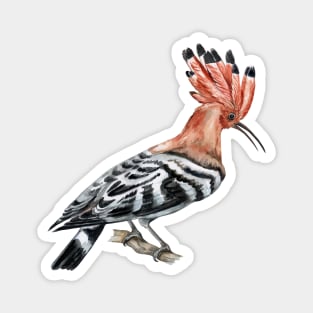 hoopoe bird hand drawn Magnet