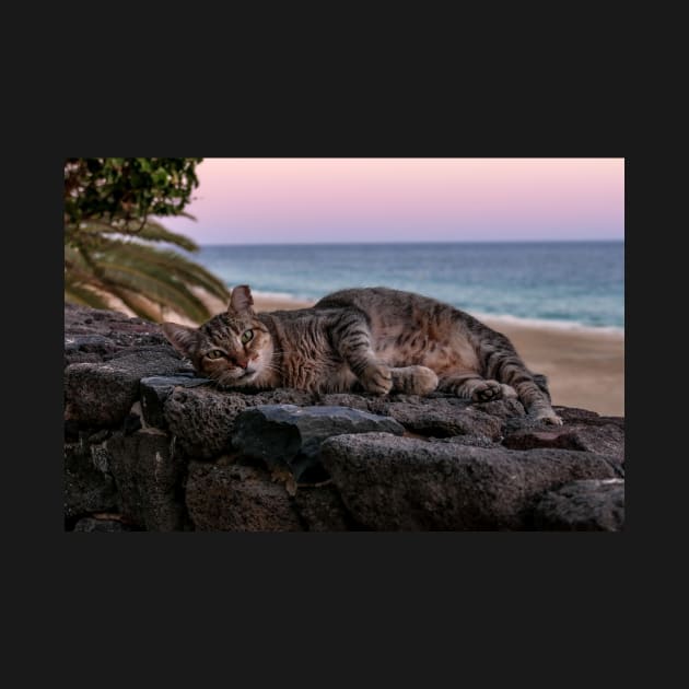 Cat in the sunset on the beach by lightsfromspace