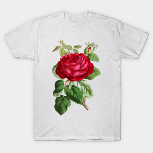 LIMITED EDITION. Exclusive Vintage Rose Illustration - Vintage Rose ...