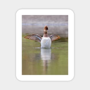 Hooded Merganser Magnet