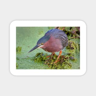 Green Heron Magnet