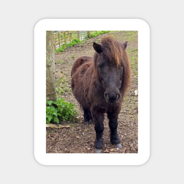 Shetland Pony Magnet by pinkal