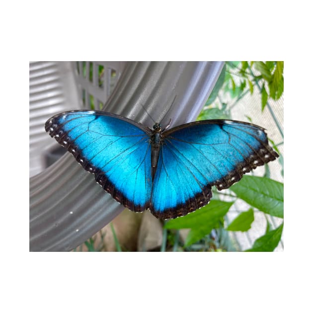 Brilliant Blue Butterfly by ephotocard