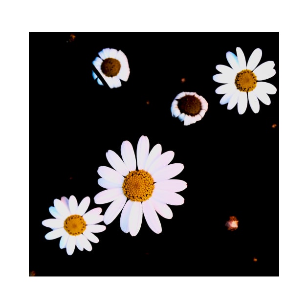 White And Yellow Flowers In Dark Theme by Formoon