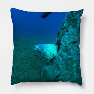 Button Eye Moray Eel Pillow