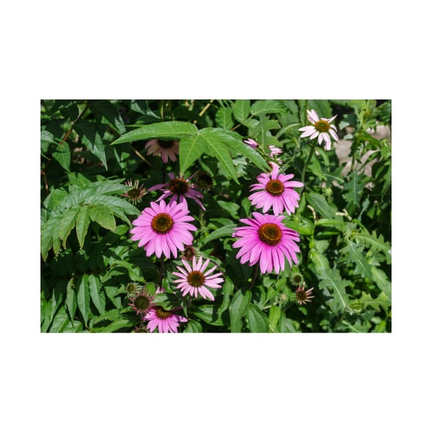 Echinacea Garden by srosu