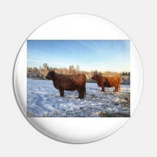 Scottish Highland Cattle Cows 2217 Pin