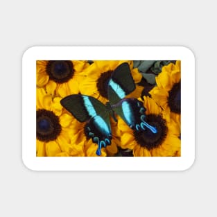 Large Green Blue Pretty Butterfly Magnet