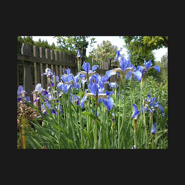 Iris at the garden fence by Gourmetkater