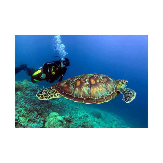 green sea turtle by likbatonboot