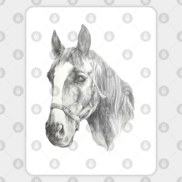 Stunning, realistic drawing of a horse - Horse - Sticker