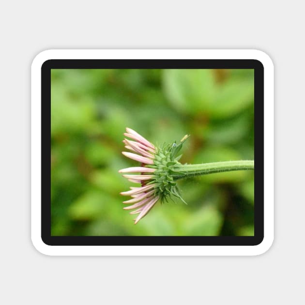 Coneflower Magnet by ToniaDelozier