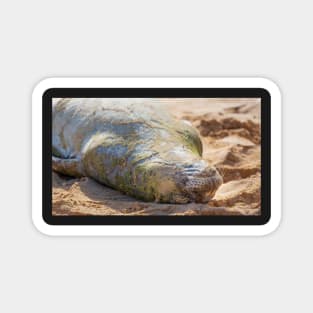 Hawaiian Monk Seal Magnet