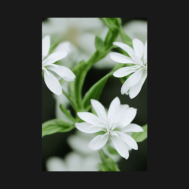 Beautiful White Flowers, for all those who love nature #140 by Endless-Designs