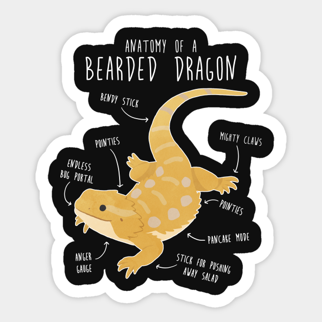 Anatomy of a Bearded Dragon - Dragon - Sticker