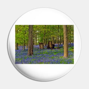 Bluebells Bluebell Woods Greys Court Oxfordshire UK Pin